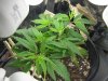 G13.jpg