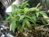 G13 (2).jpg