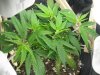 G13 (3).jpg