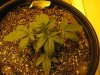 IMG_1686.jpg