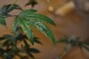 DSC_0021.jpg