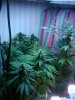 IMG_20101201_113118.jpg