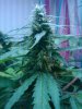IMG_20101201_113056.jpg