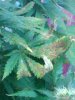 IMG_20101201_152346.jpg