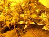 Stem Supercrop Healed.jpg
