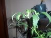plant problems 003.jpg