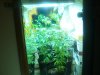plant problems 005.jpg