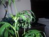 plant problems 002.jpg