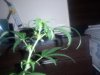 plant problems 004.jpg