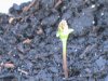 DSC00768.JPG