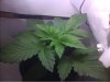 plant C 1.jpg