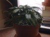 Blue Himalaya day 18 a.jpg