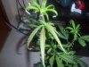 purplr leaf 002.jpg