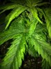 SLH yellow in leaves.jpg