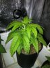 SLH yellow tips.jpg