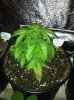 sick CHURCH after repot.jpg