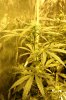 grow-03.jpg grow-03.jpg
