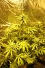 grow-02.jpg grow-02.jpg