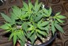 Dee Dee (G13)Day 15 (5).jpg