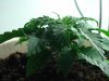 DSC01555.jpg