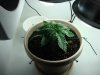 DSC01554.jpg