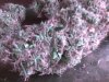 big bud dry f.jpg