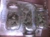 buds in jars 12-5.jpg