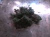 bud im smoking.jpg