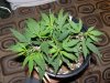 Dee Dee (G13)Day 15 (8).jpg
