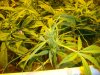 The Grow II (3).jpg