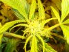 The Grow II (7).jpg