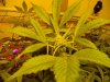 The Grow II (5).jpg