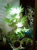 IMG00260-20101206-1434.jpg