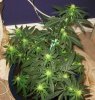 Bagseed female aerial view.jpg