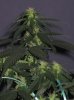 Bagseed Female top colas.jpg Bagseed Female top colas.jpg