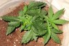 Super Lemon Haze Aerial View.jpg