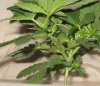 front Super Lemon Haze.jpg front Super Lemon Haze.jpg