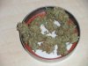 DSCN3631.jpg