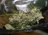 BudCuring.jpg