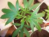100_0424.jpg