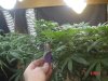 1fst grow 056.jpg