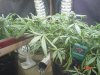 1fst grow 057.jpg