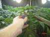 1fst grow 058.jpg