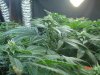 1fst grow 059.jpg
