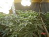 1fst grow 062.jpg