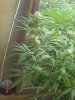 1fst grow 063.jpg