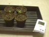 Seedlings_3day.jpg