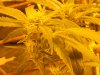 Day 55, Flowering Day 30, Kandy Kush 2.jpg