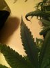KIJIJI for corey 012.jpg