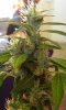 DSCN0158.jpg